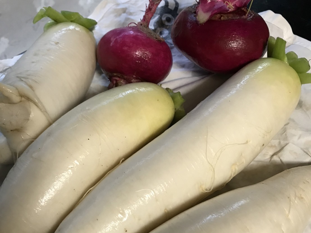 turnip and radish