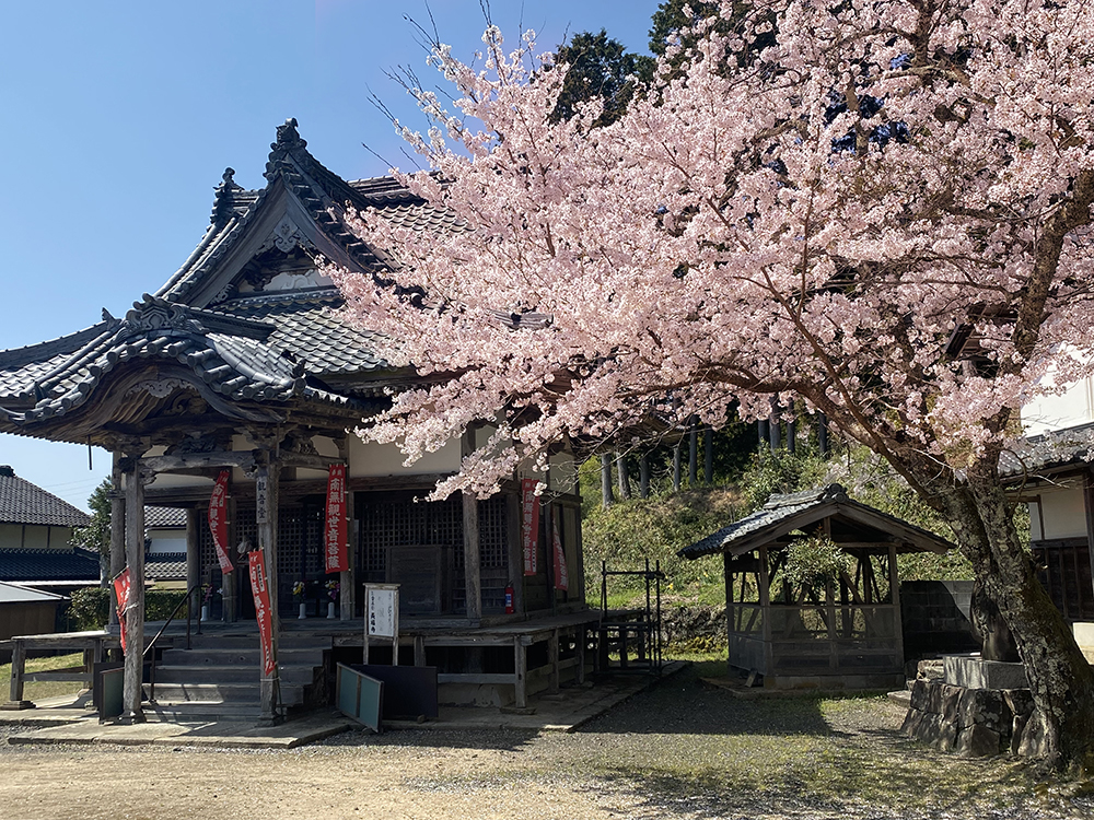 春-観音堂の桜