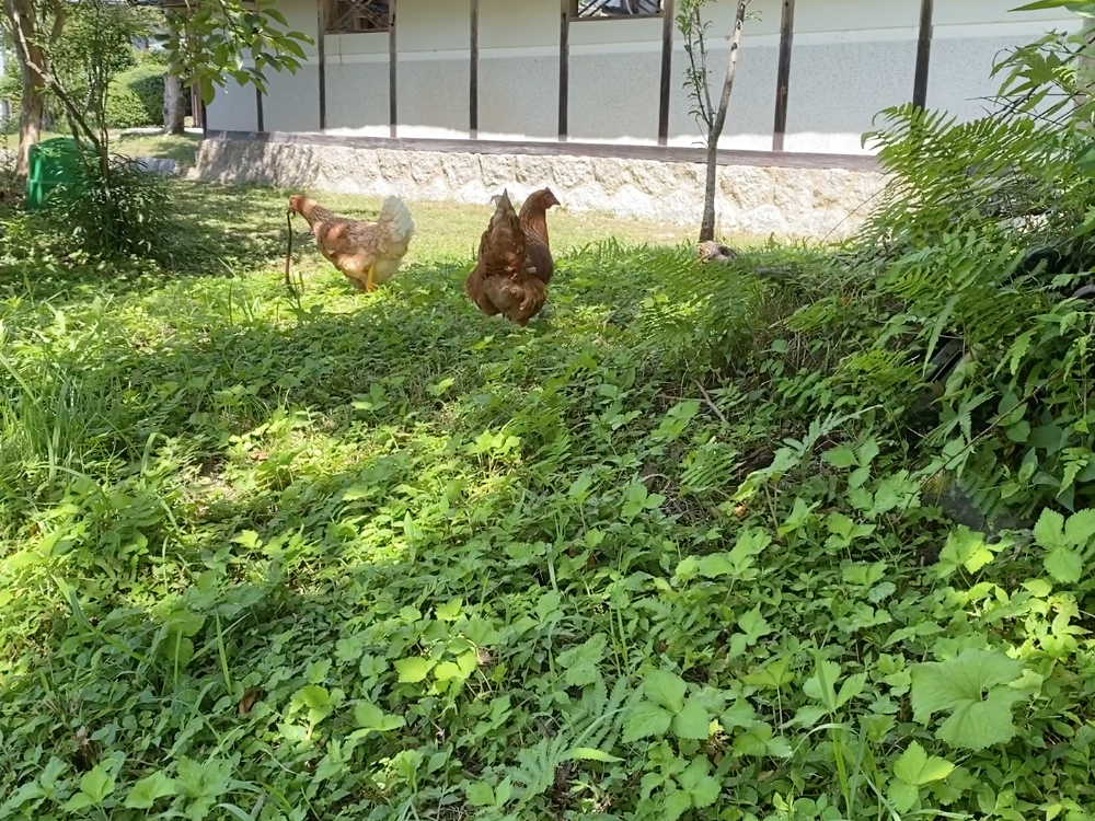 hens in the garden