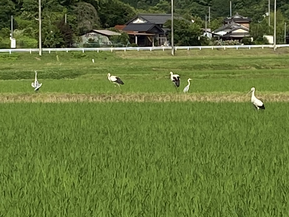 stork and rice field