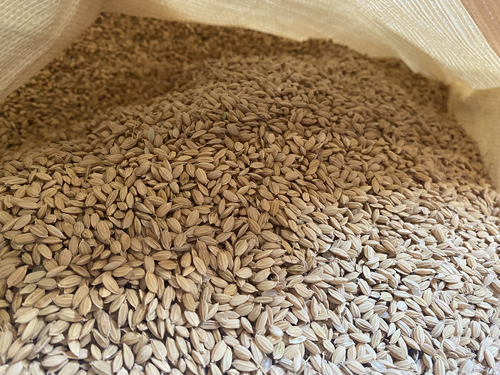 rice stored in a storehouse